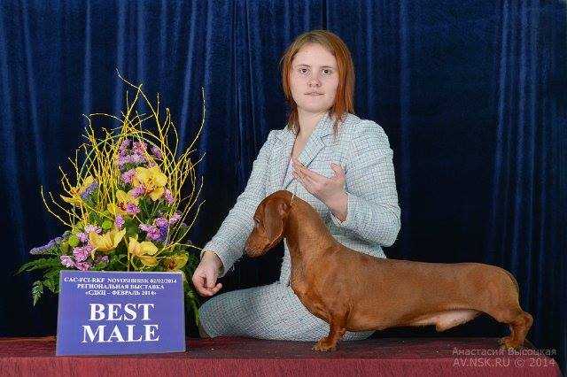 Exellmagic MiIracle Moonlight | Dachshund 