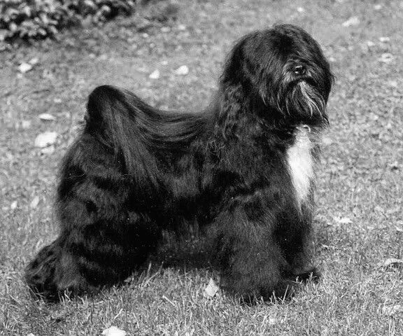 DGE-LTAS COG-COG PA ROMBON | Tibetan Terrier 