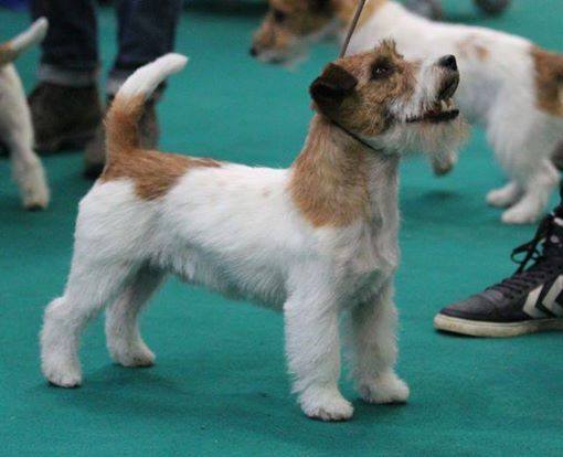 Saltisgarden Hong Kong Blues | Jack Russell Terrier 