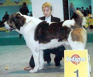 El ermak mamay | Central Asian Shepherd Dog 