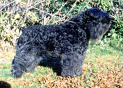 Pubby-Valentine v.d. Lage Banken | Bouvier des Flandres 