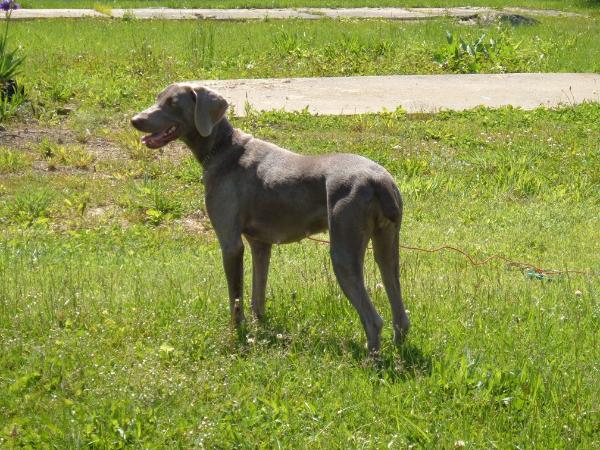 Gillespie's TaTa Turinza | Weimaraner 