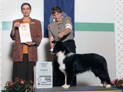 Shoreland The Castle Savoy | Border Collie 