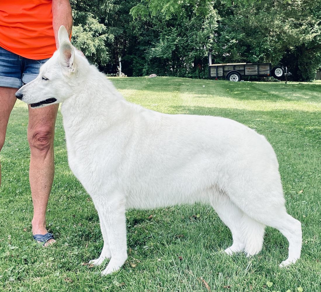 Serenity Sheeza Spasz Von Tasz | White Swiss Shepherd Dog 