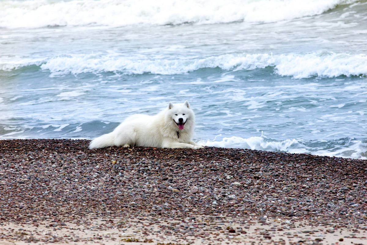 Snowmist Rebel Yell | Samoyed 