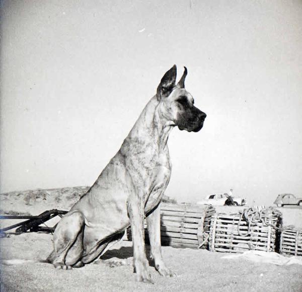 Lessie de la Templerie | Great Dane 