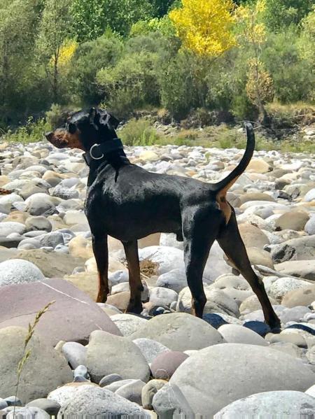 Askold Shvezkor | German Pinscher 