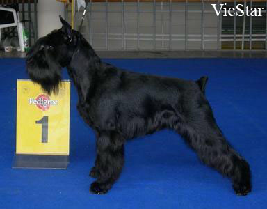 Gissa Victorious Star | Miniature Schnauzer 