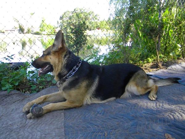 Izabella Gemini Vom Loganberg | German Shepherd Dog 