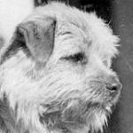 Allright Lancelot | Norfolk Terrier 