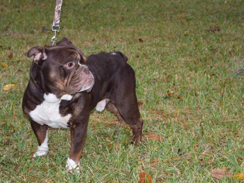 Doc's Bullies Tank | Olde English Bulldogge 