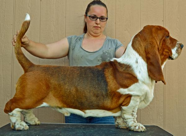 Mickey Mazel od Berounky | Basset Hound 