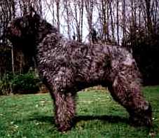 Hosky Lio de Marvelyse | Bouvier des Flandres 