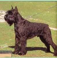 Tahur de Pichera | Giant Schnauzer 