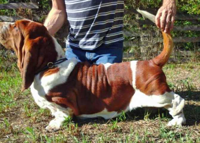 Tidalwaves Munroe | Basset Hound 