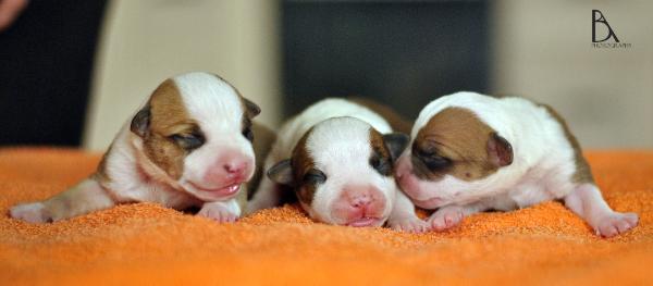 Crazy Crys Jimbolia's Heart | American Staffordshire Terrier 