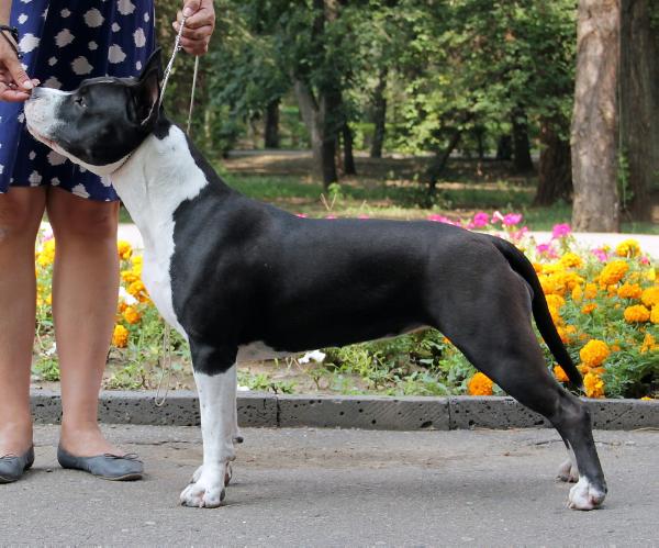 Anikord Pride Show Girl | American Staffordshire Terrier 