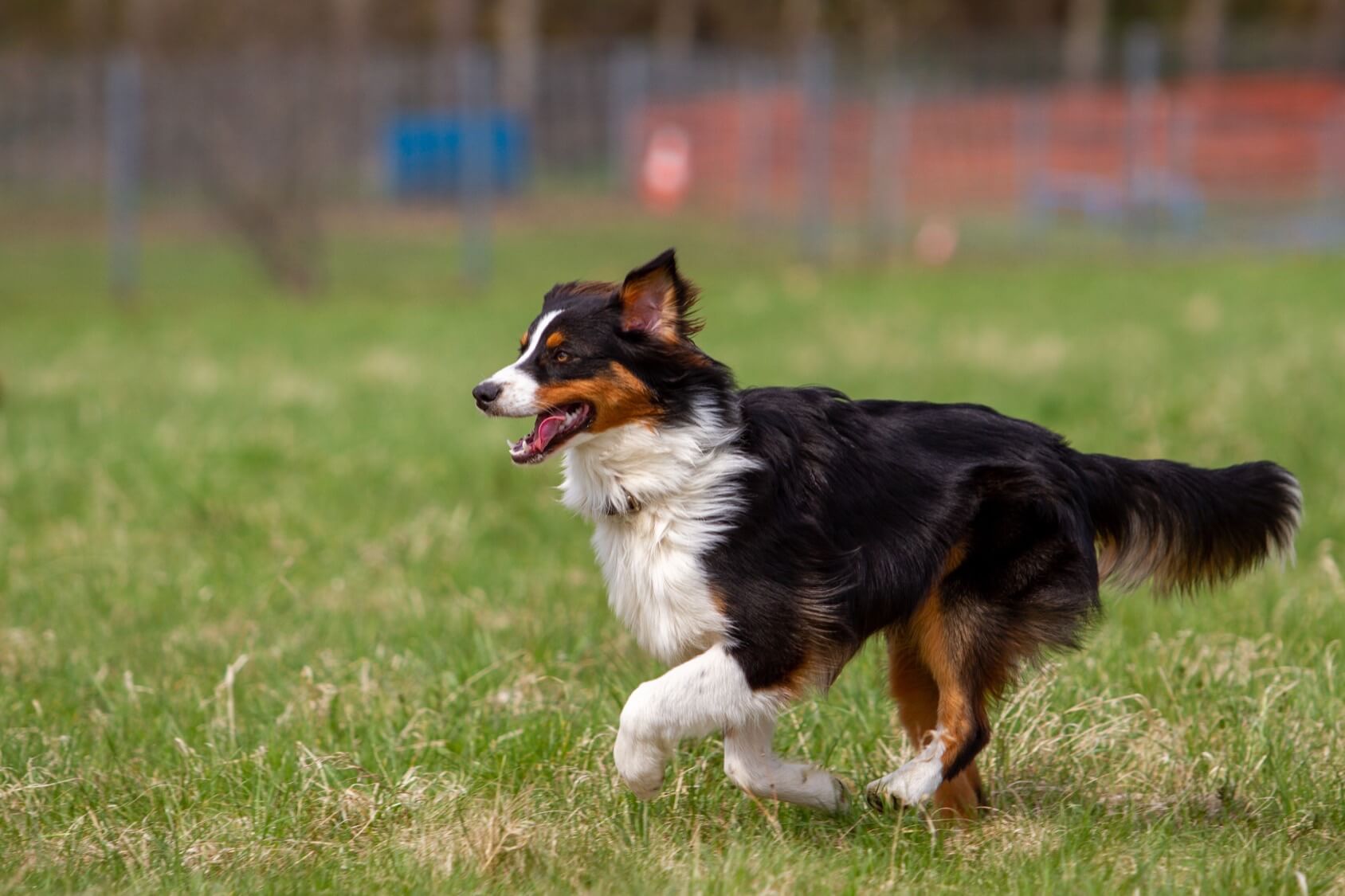English Shepherd