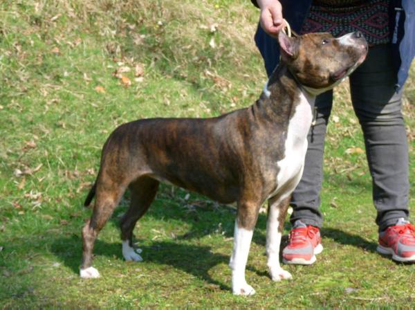 Kordula z Cekynského dvora | American Staffordshire Terrier 