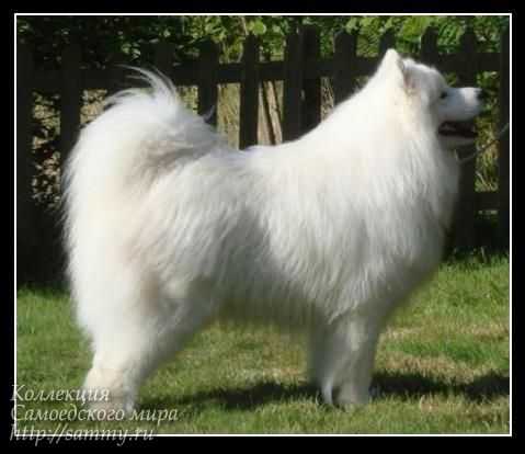 Snow Gems Thunder Roar | Samoyed 