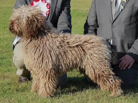 Valentisimo's Castro | Spanish Water Dog 