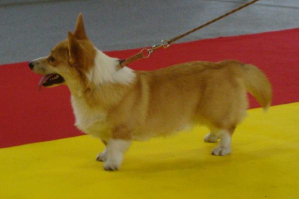 Cedrik Birdwing My Delight | Pembroke Welsh Corgi 