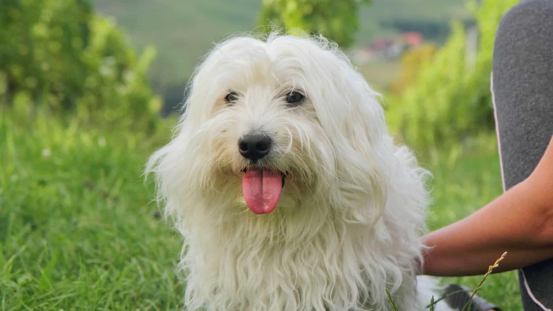 Coton de Tulear