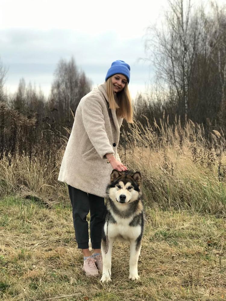 Obvious Choice Golden Dream | Alaskan Malamute 