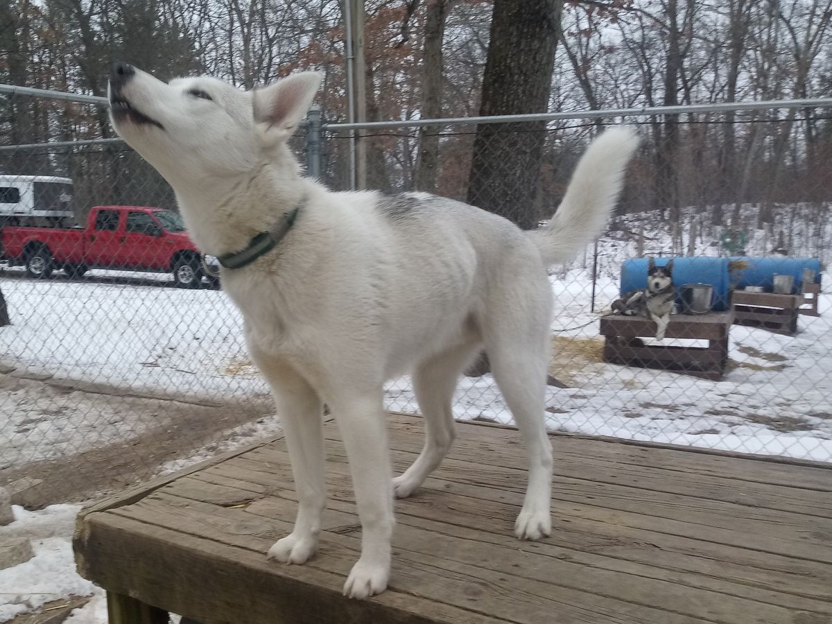 Evergreens Oliver  94.49 | Siberian Husky 