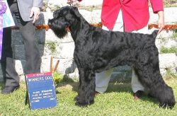 Gloris Calvados | Giant Schnauzer 