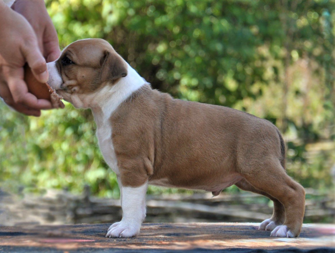 Kasanova Bestiyana | American Staffordshire Terrier 