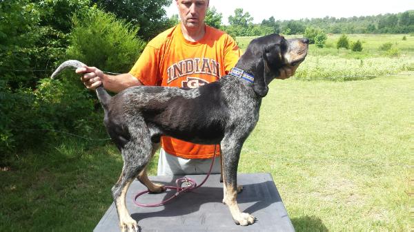 Western World Blue Coon Nitro | Bluetick Coonhound 