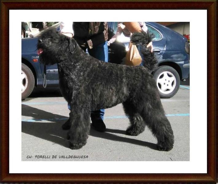 Torelli-Beau de Valldeghuesa | Bouvier des Flandres 