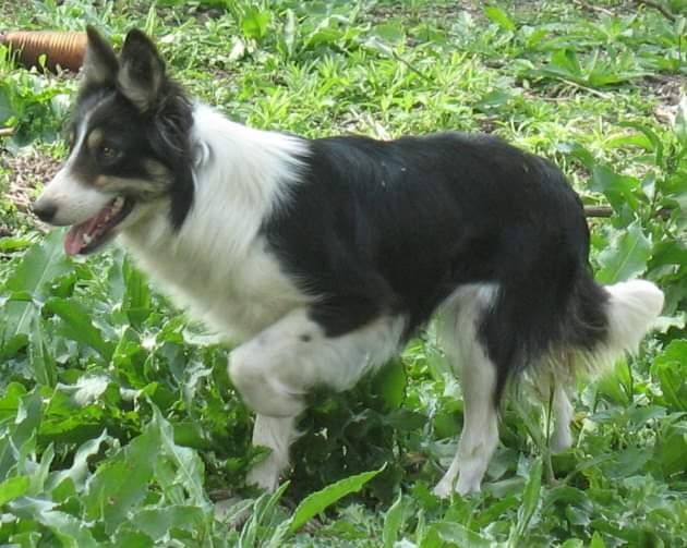 BEA ABC 269734 | Border Collie 