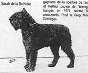 Sarah de la Buthiere | Bouvier des Flandres 