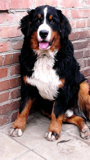 Yermak Starzhy | Bernese Mountain Dog 