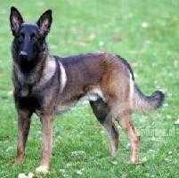 Robiek van de Poortmannen | Belgian Malinois 