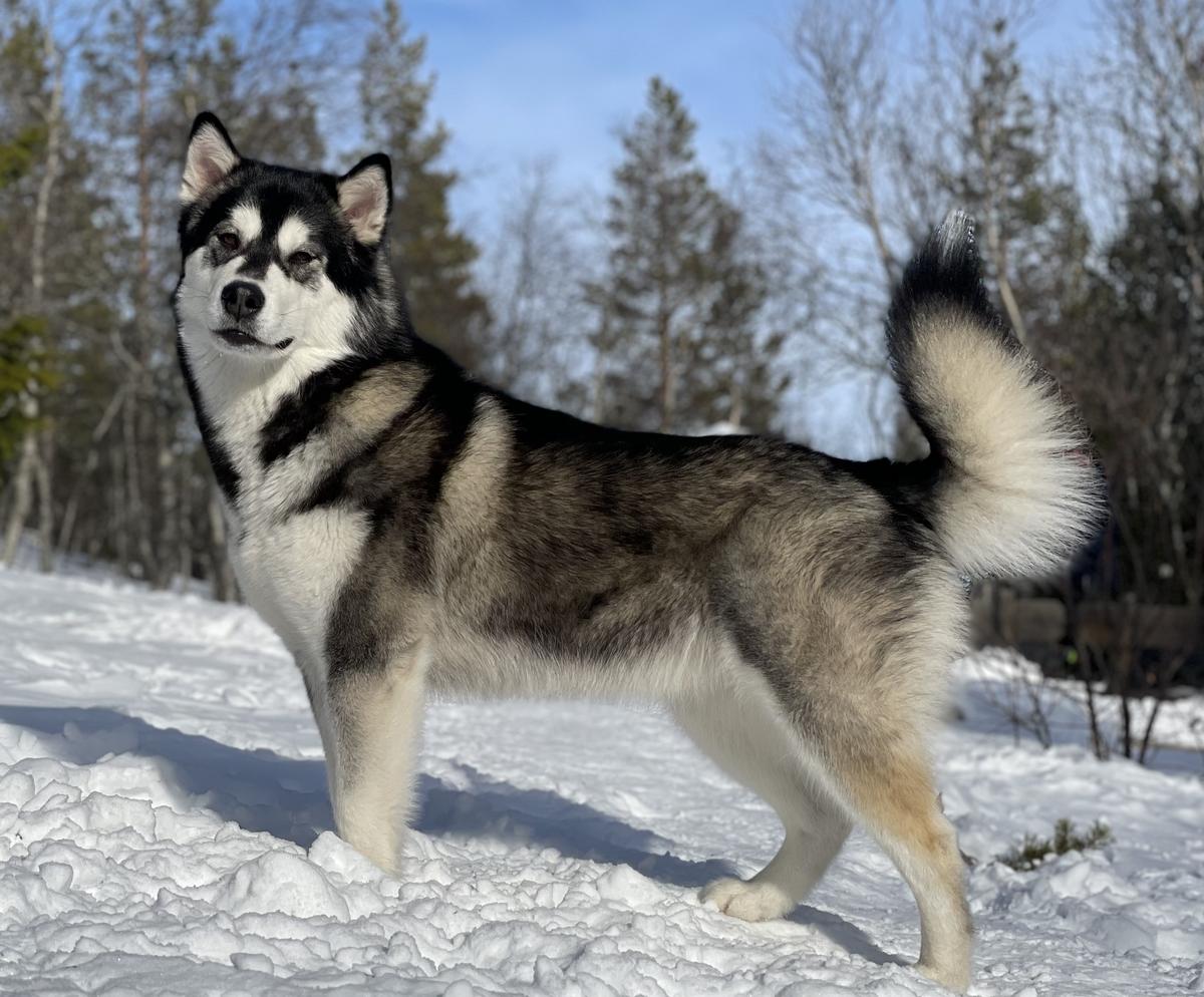 Juneau's Sweet Dreams Are Made Of This | Alaskan Malamute 