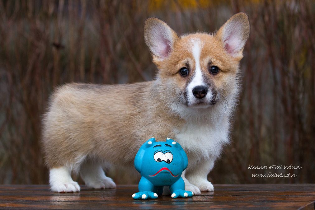 Frei Wind Nikolas | Pembroke Welsh Corgi 