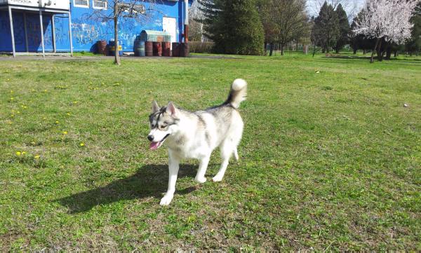 Akki | Siberian Husky 