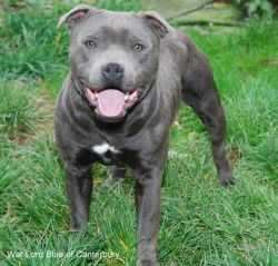 WAR LORD BLUE OF CANTERBURY | Staffordshire Bull Terrier 