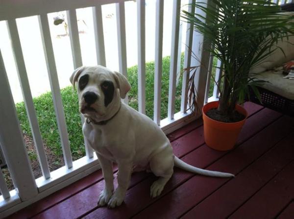 baileys bullys farnsworth | American Bulldog 