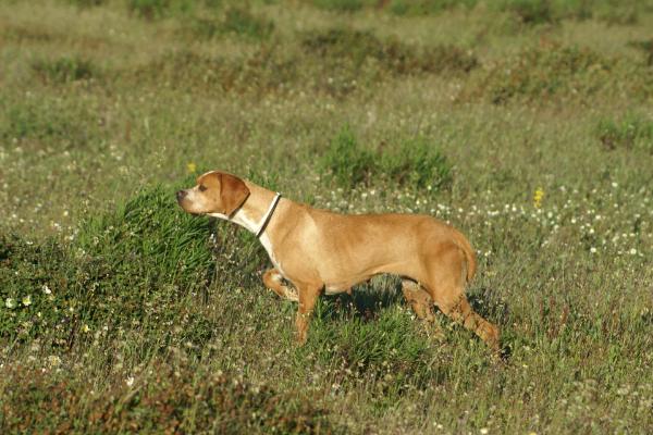 Ericka das Terras do Infante | Portuguese Pointer 