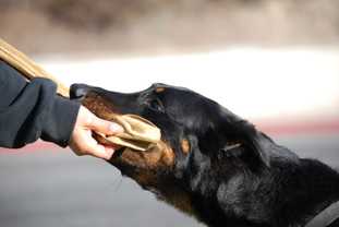 Jamais Sans Toi du Chateau Rocher | Beauceron 