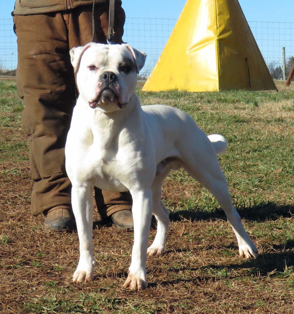 Gunslinger's Ride the Lightning | American Bulldog 