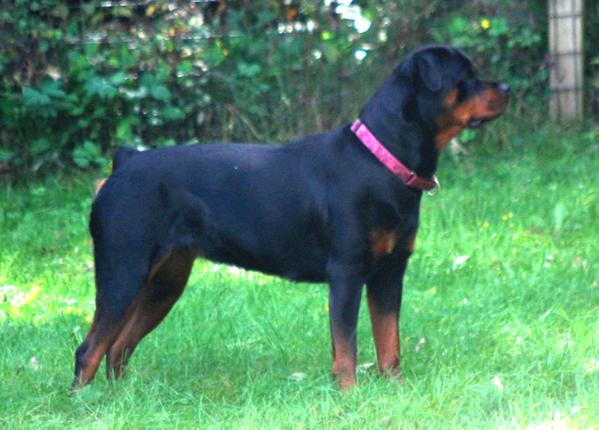 Brixius vom Wilynholz | Rottweiler 