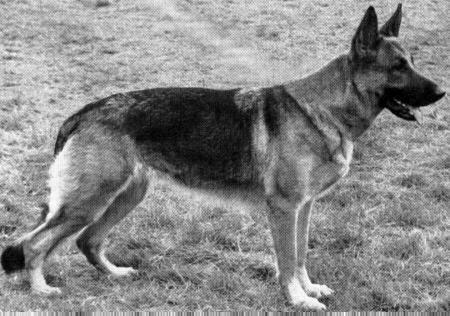 Maja vom Stolper Land | German Shepherd Dog 