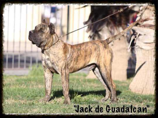 Jack de Guadalcan | Perro de Presa Canario 