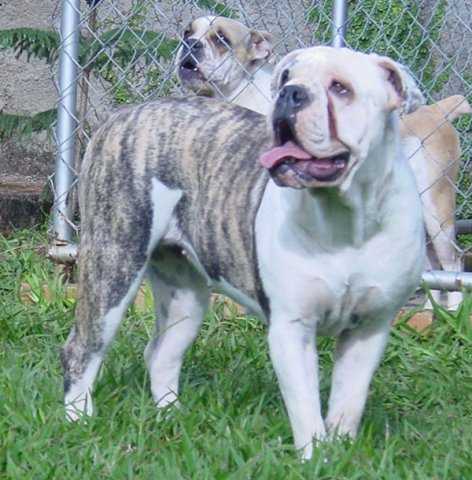 Tita Molosso di Jerivá | Olde English Bulldogge 