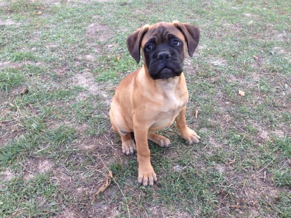 Los Céspedes Olanda | Bullmastiff 